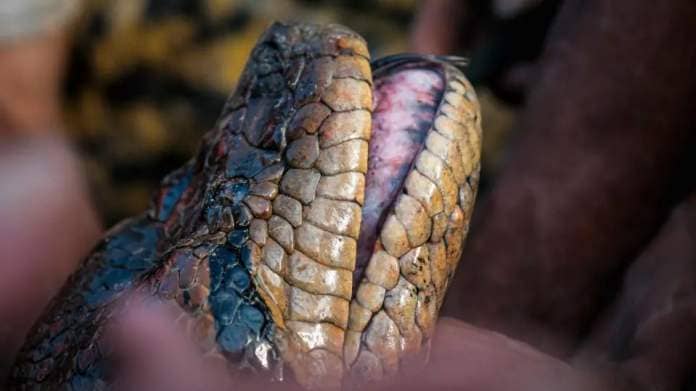 A close-up on the head of a northern green anaconda, a new species discovered in the Amazon's Orinoco basin.