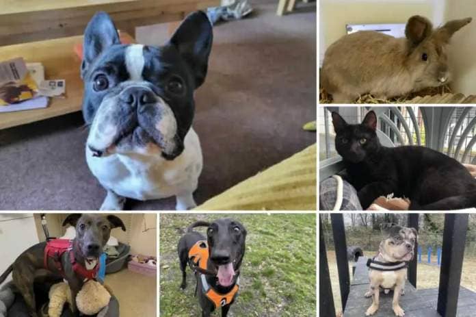 Can you give any of these Dorset RSPCA pets a home? <i>(Image: RSPCA)</i>