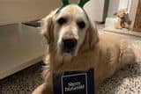 thumbnail: Harry, SherryFitzgerald Greystones' canine of the month for March. 