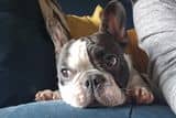 thumbnail: Lilo the little Frenchie. 