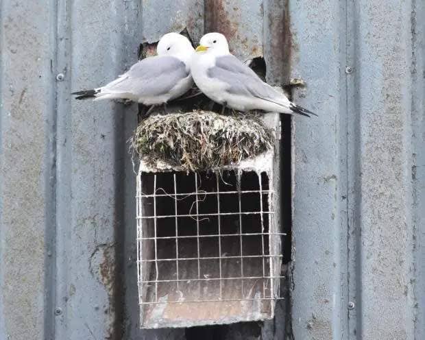 Eastern Daily Press: Over the past several decades, food shortages and climate change have wiped out huge swathes of kittiwake