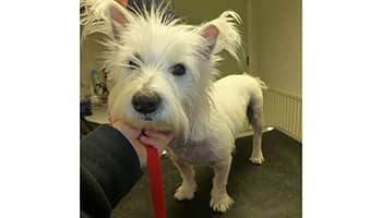 Dog looking better after treatment © RSPCA