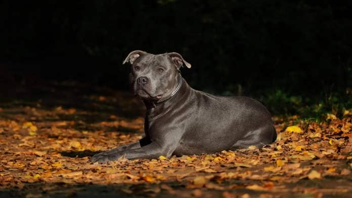 Staffordshire bull terrier lying down on autumn leaves: Staffies are in the top 10 most popular dog breeds in the UK