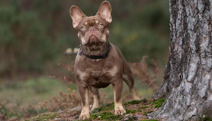 Brown french bulldog is the second most popular dog breed in the uk