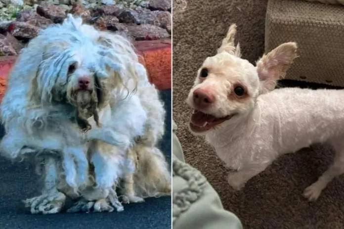 <p>Animal Angels Rescue Foundation </p> Blythe the rescue dog before (left) and after (right) he was saved from the streets of Las Vegas and brought to a vet