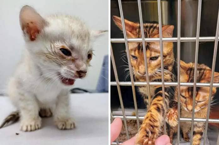 Bengal cats found in a 'horrific' breeding situation in Runcorn taken in by Warrington Animal Welfare <i>(Image: Warrington Animal Welfare)</i>