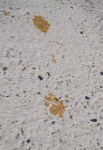 <p>HANDOUT/Nomura Plating/AFP via Getty</p> Footprints believed to be from a cat that fell into a tank containing toxic hexavalent chromium at the plating factory in Fukuyama, Hiroshima