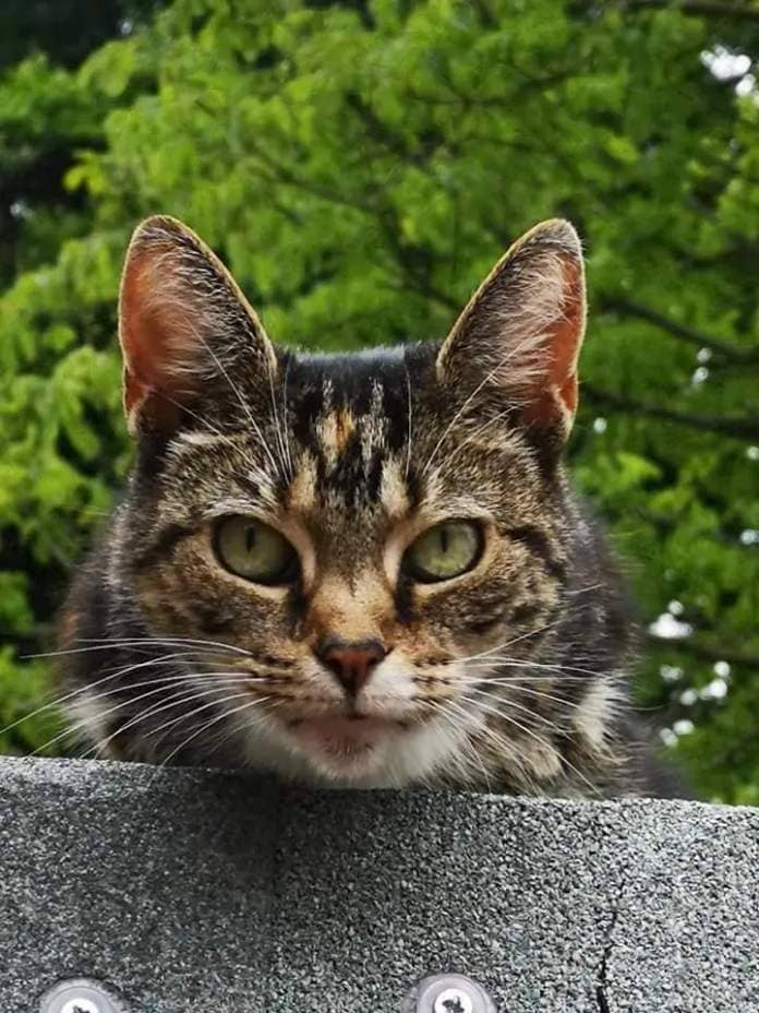 Poppy the tabby cat was found decapitated near Oldham Cats rescue shelter