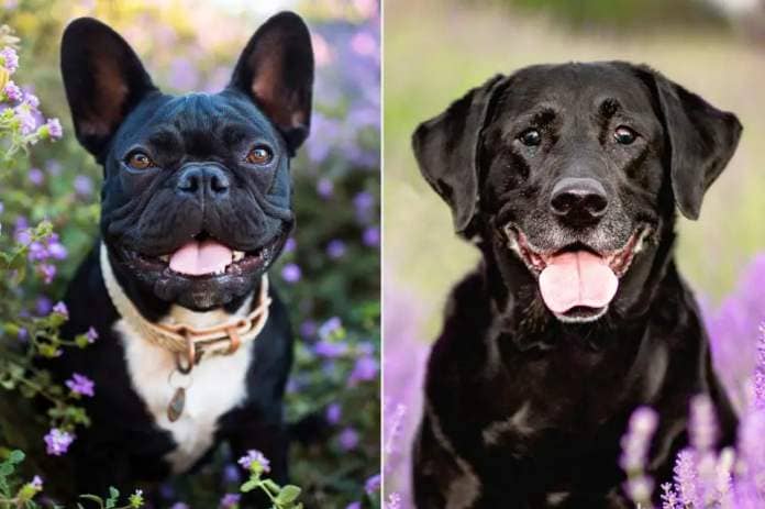 <p>Purple Collar Pet Photography/Getty; Jennifer Sharp/Getty</p> Stock photo of a French bulldog (left) and a Labrador retriever (right)