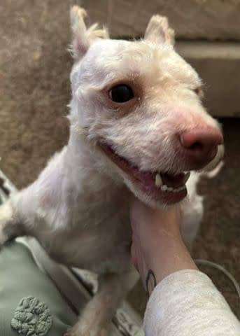 <p>Animal Angels Rescue Foundation </p> Blythe the rescue dog smiling at his new foster home