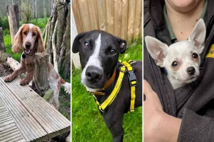 Here are five dogs at Dogs Trust Snetterton looking for a new home <i>(Image: The Dogs Trust)</i>