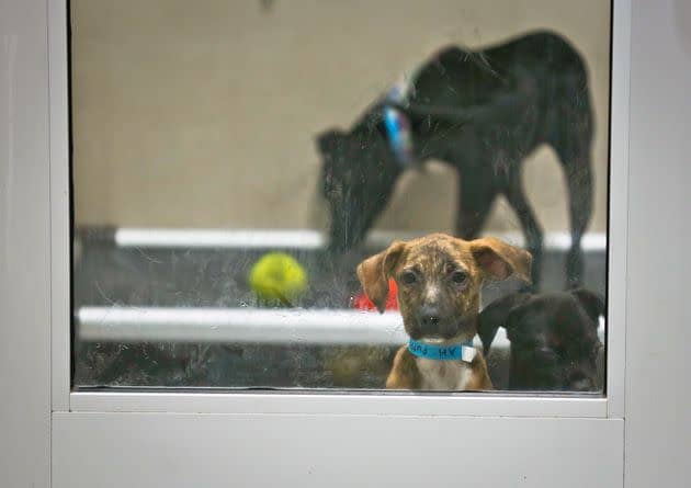 Puppies look out from behind a kennel's glass door at the Animal Haven shelter in New York. The shelter said it is often at capacity.