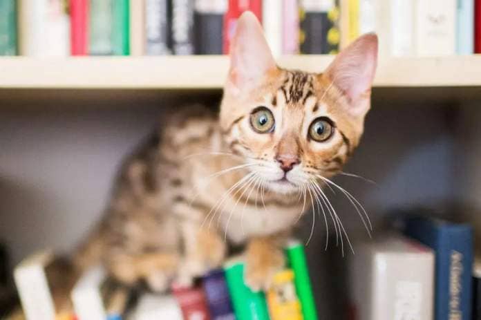 <p>Purple Collar Pet Photography/Getty</p> A stock photo of a Bengal kitten sitting on a bookshelf