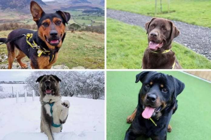Dogs Trust Darlington have plenty of rescue dogs looking for a forever home this month Credit: DOGS TRUST <i>(Image: Dogs Trust)</i>