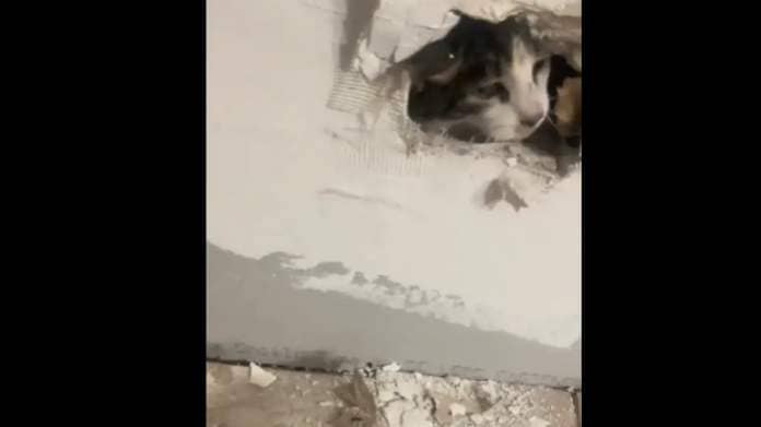 Watch: US Woman Rescues Cat 'Sealed' In Wall By Maintenance Workers