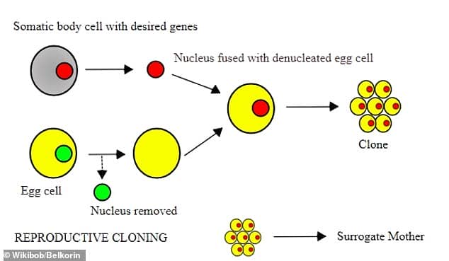 To create somatic cell nuclear transfer (SCNT) clones, scientists take DNA (red circle) from tissue and insert it into egg cells (yellow) with their DNA (green) removed. The scientists then switch on or off certain genes to help the cells replicate (right)