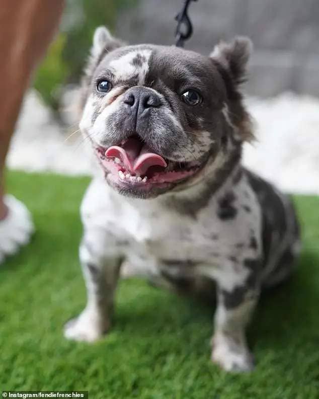 Joel, who works as an online fitness coach and owns a dog breeding company called Fendie Frenchies, shared the news via Instagram on Saturday. (Pictured: Christie and Joel's French Bulldog London)