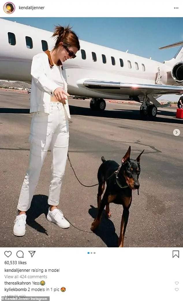 The procedure has become more popular, with celebrities including Kendall Jenner owning Dobermans with ears that have been cut away so they stand up straight.
