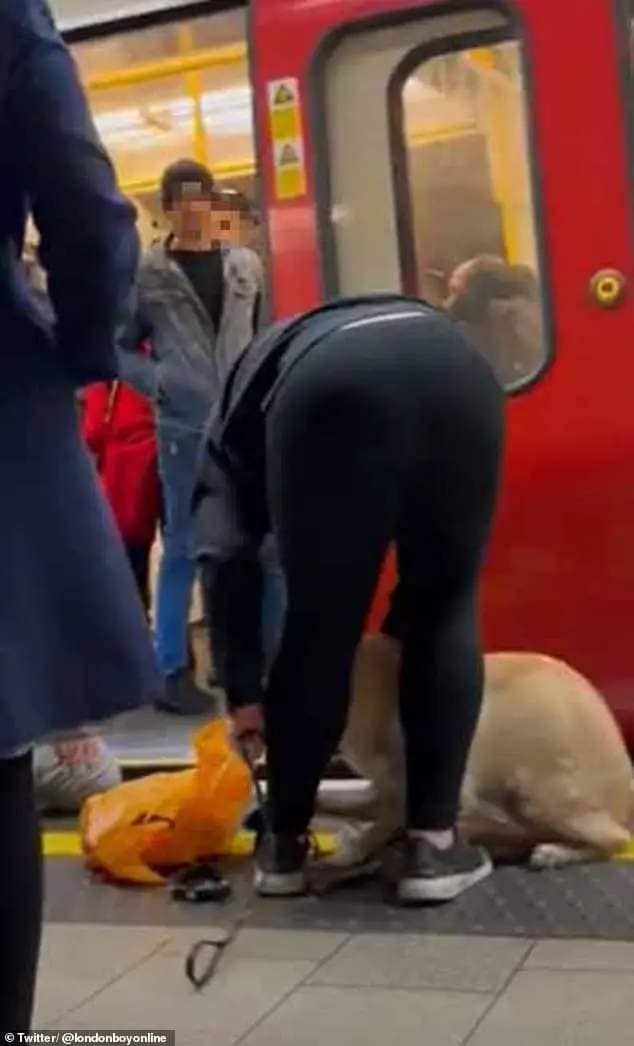 Pictured: The dog was grabbed by the scruff of its neck and hauled out from under the carriage
