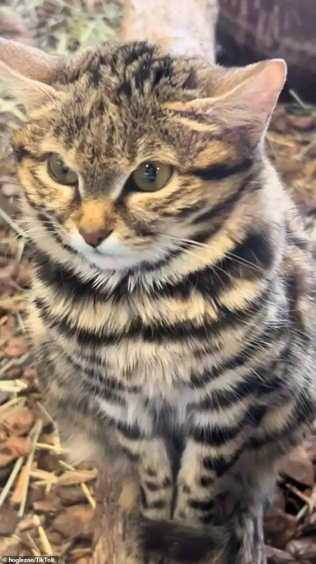 Adorable black-footed African cat Gaia poses in sweet new videos released by her new zoo home in Utah