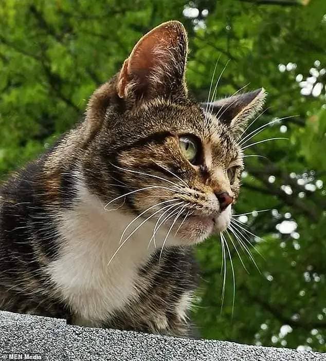 The animal's microchip confirmed it to be a tabby cat named Poppy (pictured), which had arrived at the shelter in 2019 but had not been taken in by a new owner
