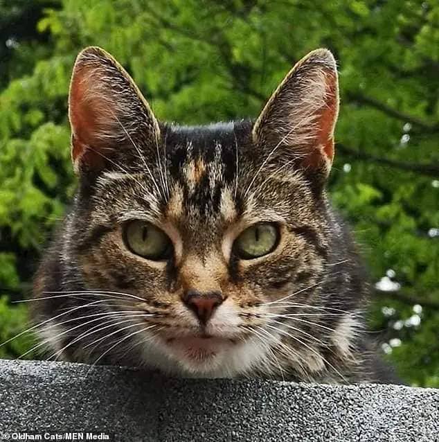 A popular 13-year-old rescue cat has been found 'decapitated' just yards away from its rehoming shelter in what has been described as a 'barbaric attack'