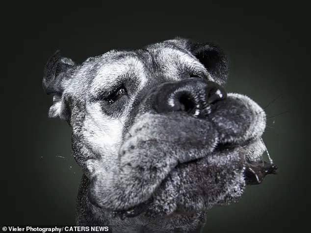 DROOL: This senior dog is just seconds away from opening his jaws and snapping up that tasty treat