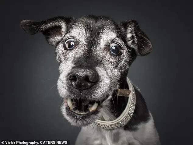 According to snapper Christian Vieler, the project is an ongoing one, and he intends to keep taking photos of senior dogs