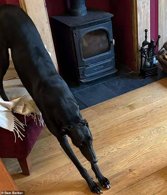 Why the long face?: Pet owners feel glum about the high cost of treating their beloved animals - including me for my wonderful greyhound Meg