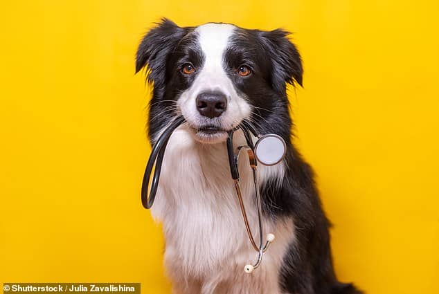 A dog's life: The soaring price of vet bills is one of the areas being examined by the Competition and Markets Authority, the UK competition watchdog