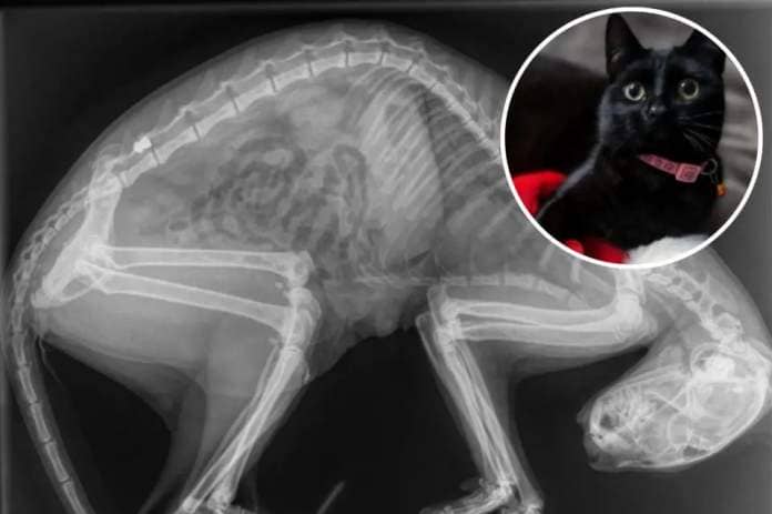 Aura, a 10-month-old cat, was fatally shot in the abdomen by an air weapon <i>(Image: RSPCA)</i>