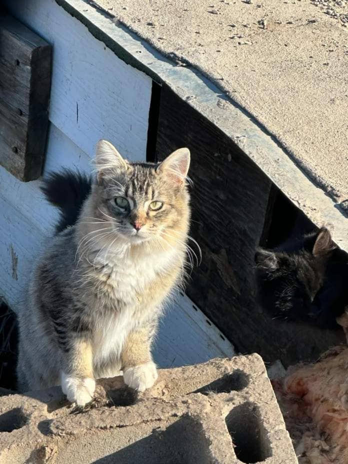A cat located at a property in Houston, B.C. 