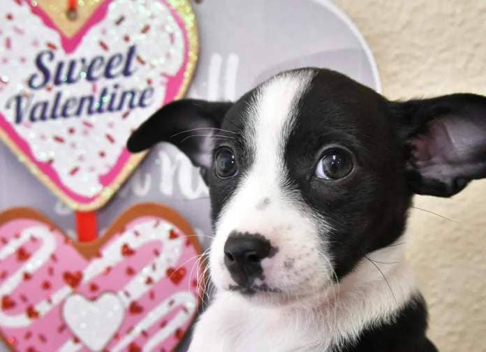 From Feb. 12 to 15, 2024, the SPCA of Brevard Adoption Center in Titusville, Florida, will bring a litter of puppies for play time. The Puppygram fundraiser is for a unique Valentine's Day surprise with proceeds going to animals. For more information, prices, or to schedule a Puppygram, visit spcabrevard.com.