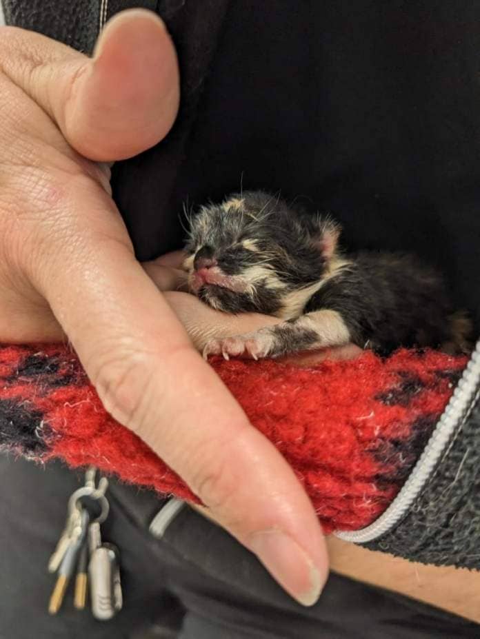 The Argus: She gave birth to four kittens at the centre