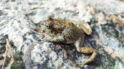 The Arabian toad is one of two found in the wadis of the UAE. Photo: Adrienn Remenyi
