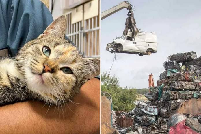 <p>Brother Wolf Animal Rescue; Getty</p> Lilly the cat (left) and a stock photo of a car crusher at a junkyard (right)