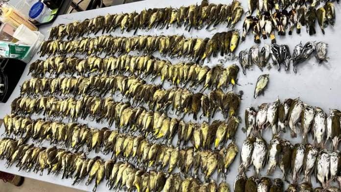 Some of the birds gathered by the Field Museum that were killed in October 2023 after colliding with McCormick Place Lakeside Center. (Courtesy of Taylor Hains)
