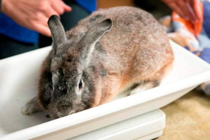 Humane Society bunny rescue