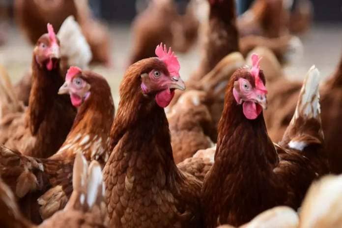 Defra says all bird keepers must register their flocks under new measures to prevent bird flu outbreaks <i>(Image: Denise Bradley)</i>