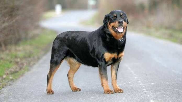 Rottweiler standing on road