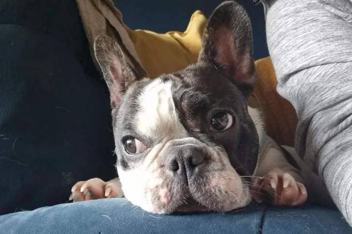 Lilo the little Frenchie. 