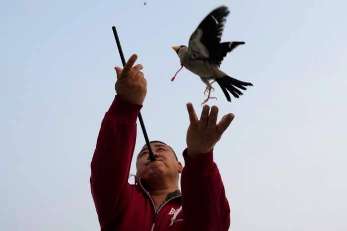 Xie Yufeng, a 39-year-old cook, throws a bird up as he shoots a bead through a tube for it to catch in mid-air