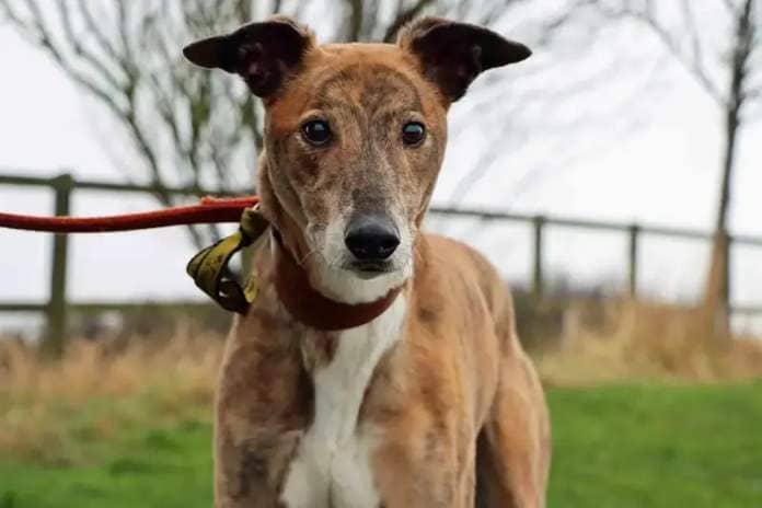 Bert is going to make someone a fabulous companion. He’s very affectionate and has soft spot for a chin tickle. He’s got plenty of energy and loves to zoom around and play with his toys. A home with a garden would be ideal for him to have playtimes.