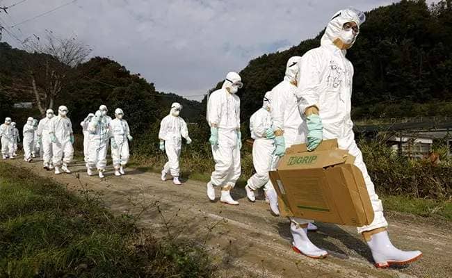 Bird Flu Pandemic Threat Looms As New Research Reveals Widespread Impact