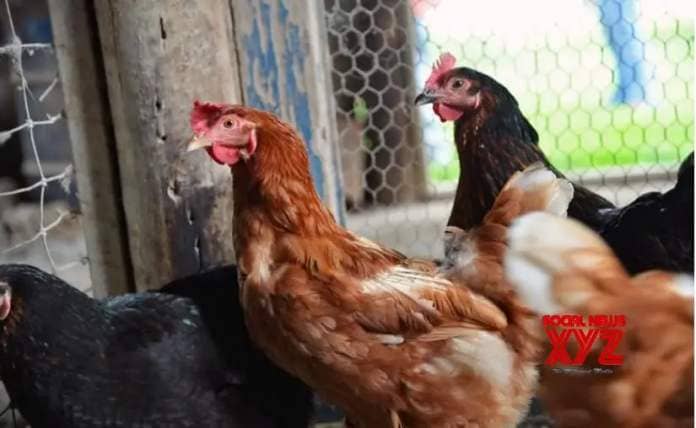 Bird flu outbreak reported at Bulgarian farm
