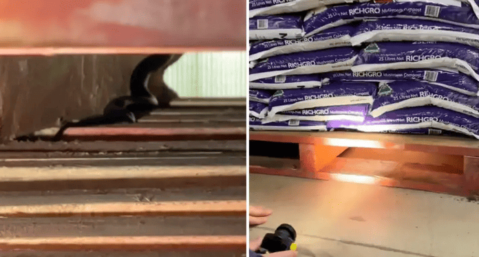 Left, the snake hiding inside the pallet in the Bunnings store. Right, the snake catcher shines a light in attempt to spot the snake in its hiding place. 