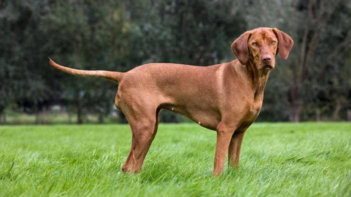 Hungarian Vizsla dog is in the top 15 most popular dogs in the UK