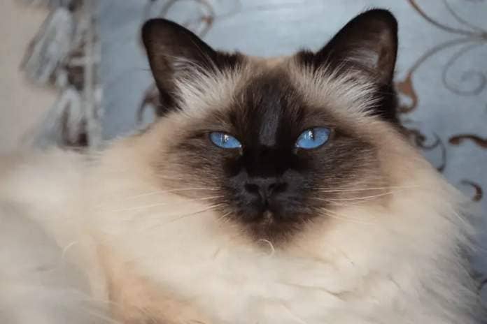 With its gorgeous thick coat, the Balinese cat breed is lovable but extremely curious!