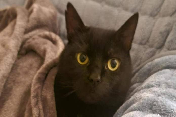 Named after the newsreader Sir Trevor McDonald, the eight-year-old cat has been in care for 10 months <i>(Image: Cats Protection)</i>