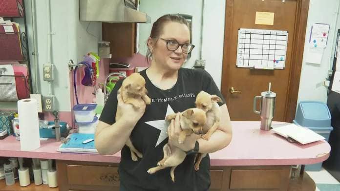 Chihuahuas recused from central Texas seek foster and forever homes in the Brazos Valley